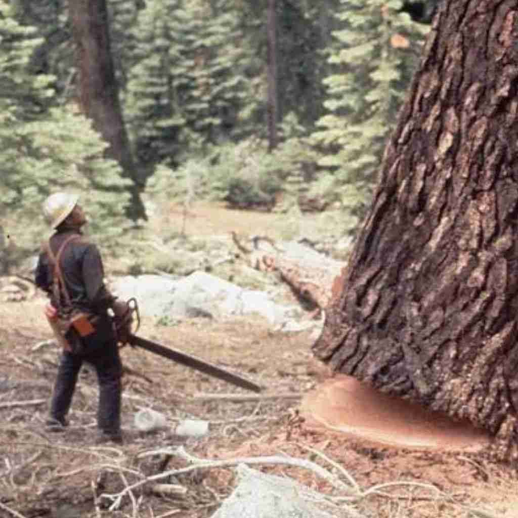 Benefits of the Lumberjack Profession