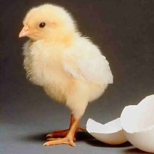 Chicken Sexer jobs-chicken newborn