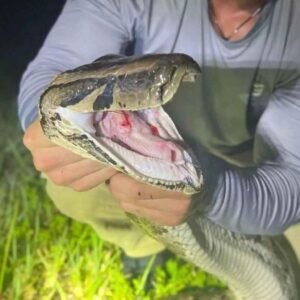 Hunting Pit Vipers and Ball Python