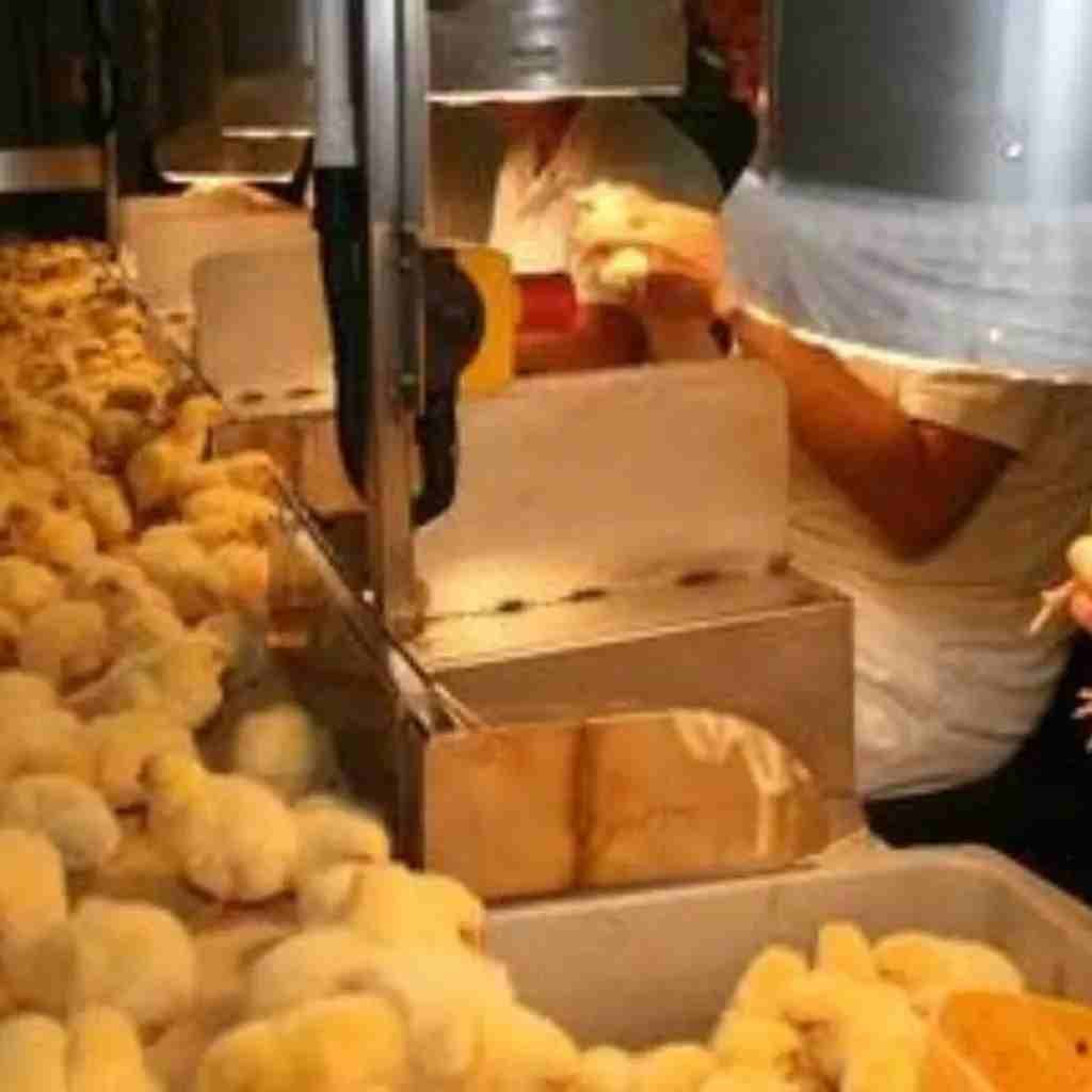 Importance of the Chicken Sexer in the Poultry Industry