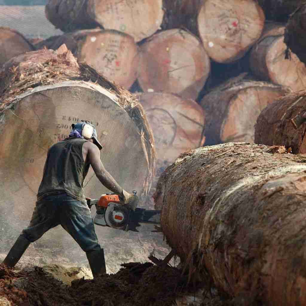 Lumberjack Career