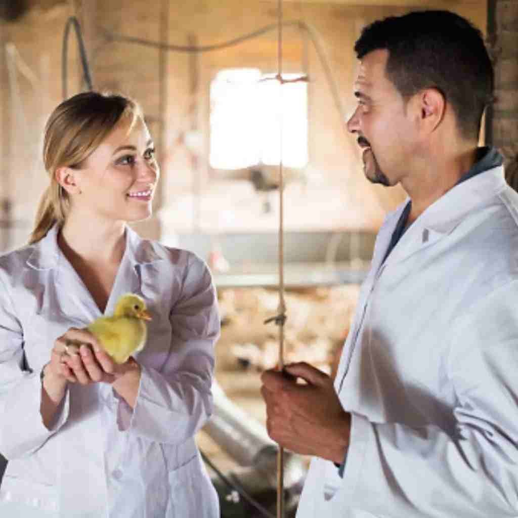 What is a Chicken Sexer?