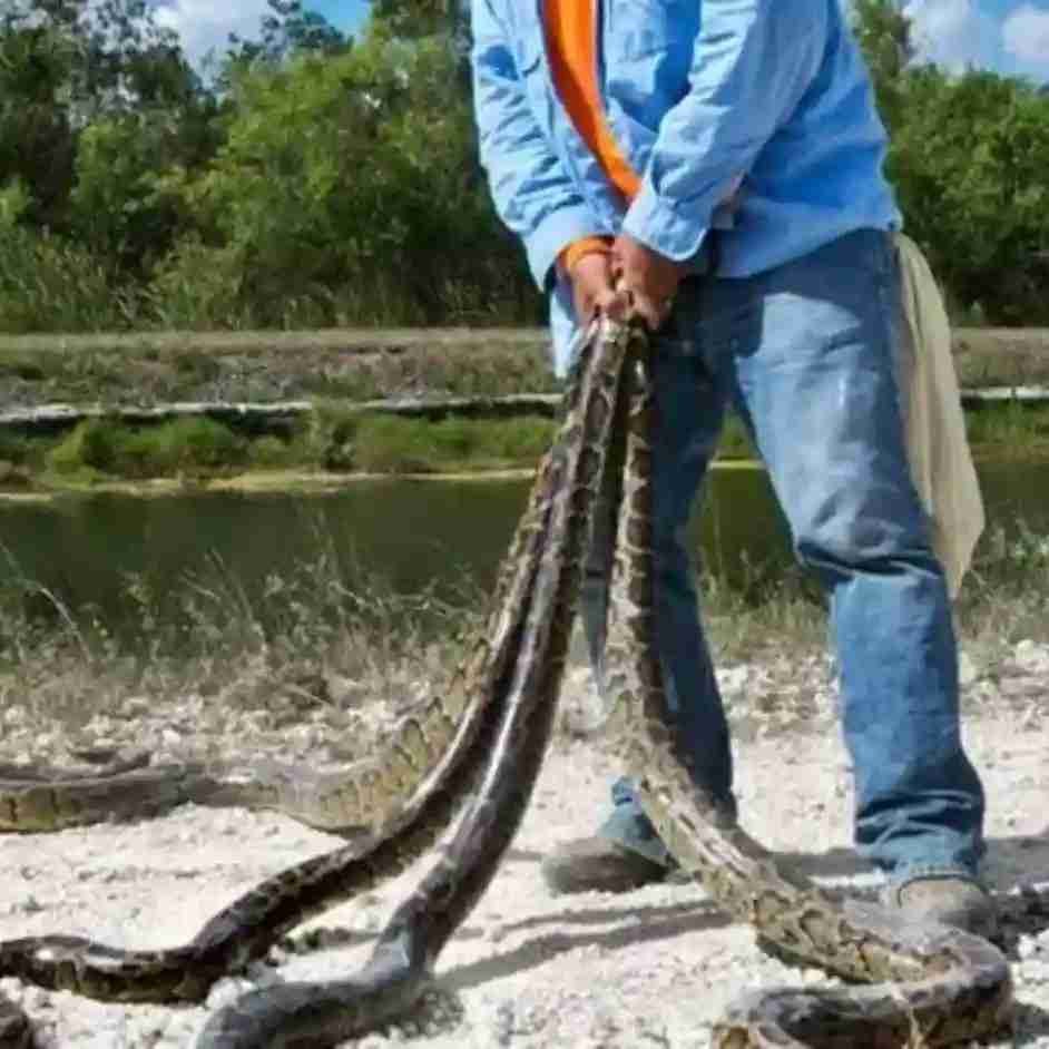 What is a Snake Hunter?